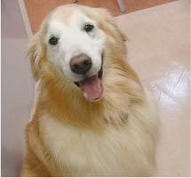 ラフティー＜二代目看板犬＞