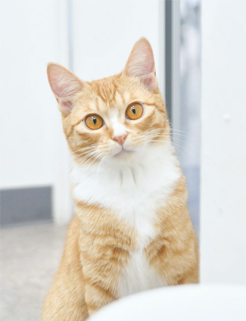 aiko